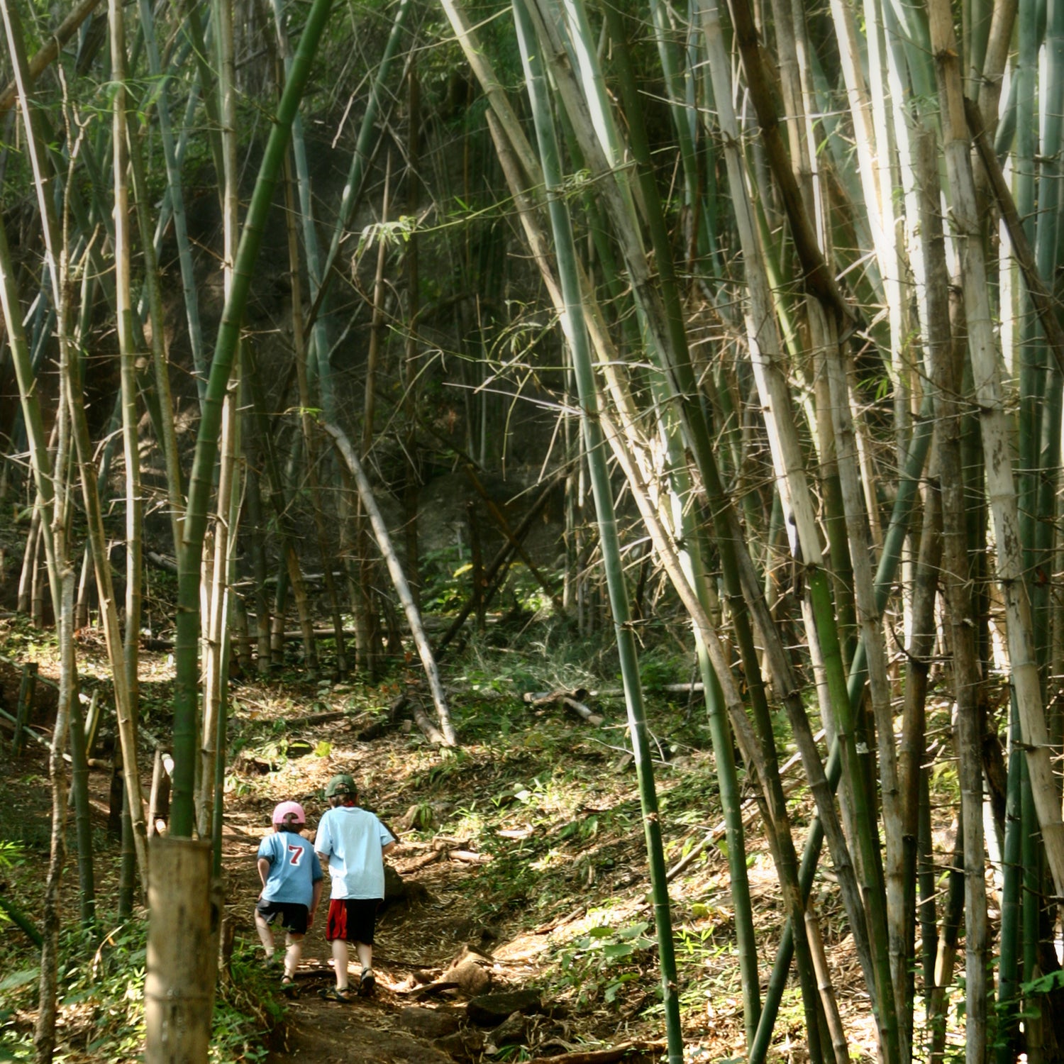 boys hiking through bamboo forrest